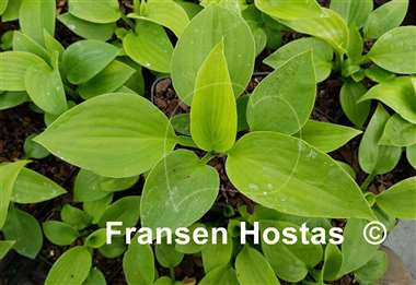 Hosta Jersey Green Kale